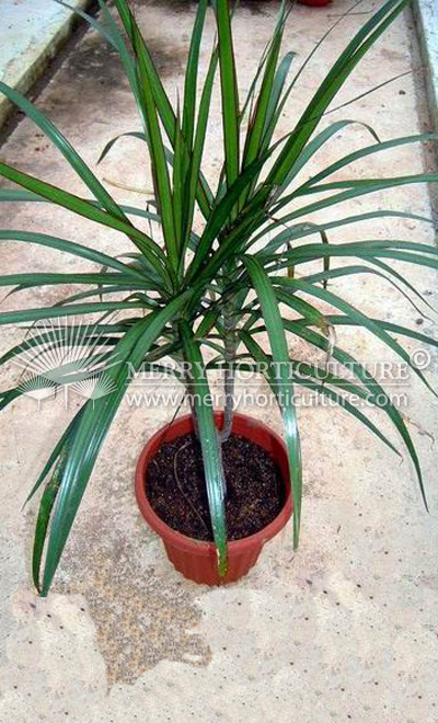 Dracaena Marginata Green 1